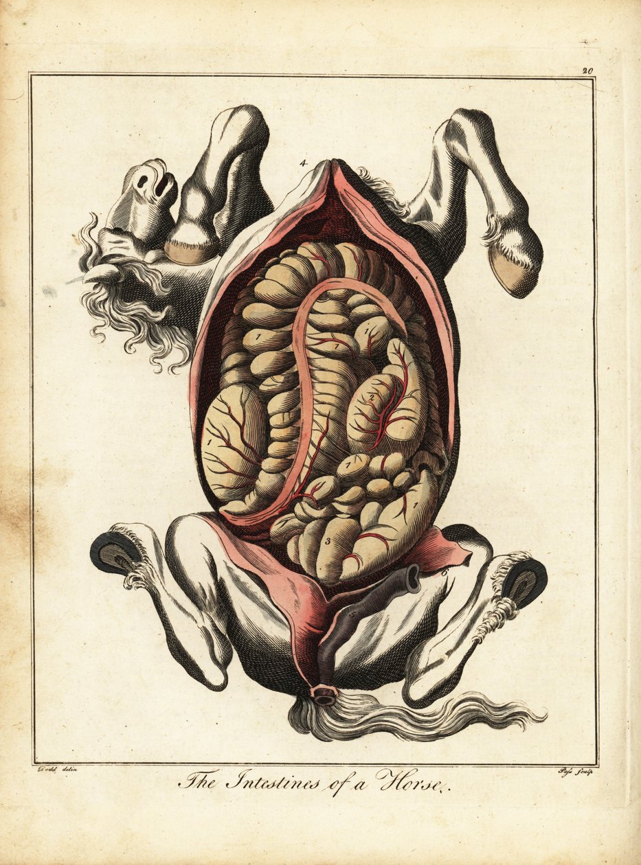 The Intestines of a Horse. 1792 by Daniel (after) Dodd