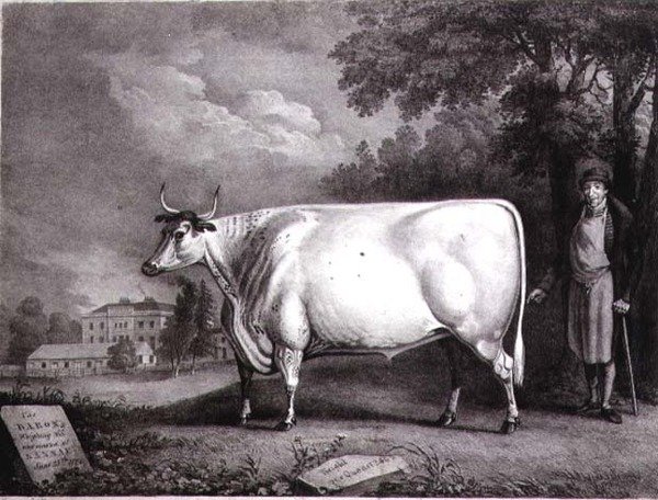 The Baron, a Prize Shorthorn (The Nannau White Cow) Engraved by Charles Joseph Hullamandel by Daniel Clowes