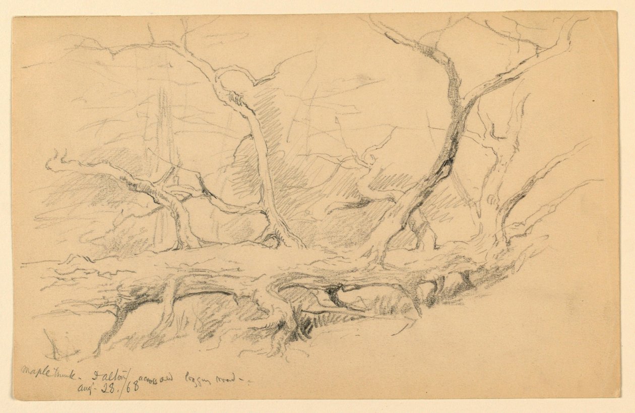 Maple Trunk, Across Old Logging Road, Dalton by Daniel Huntington