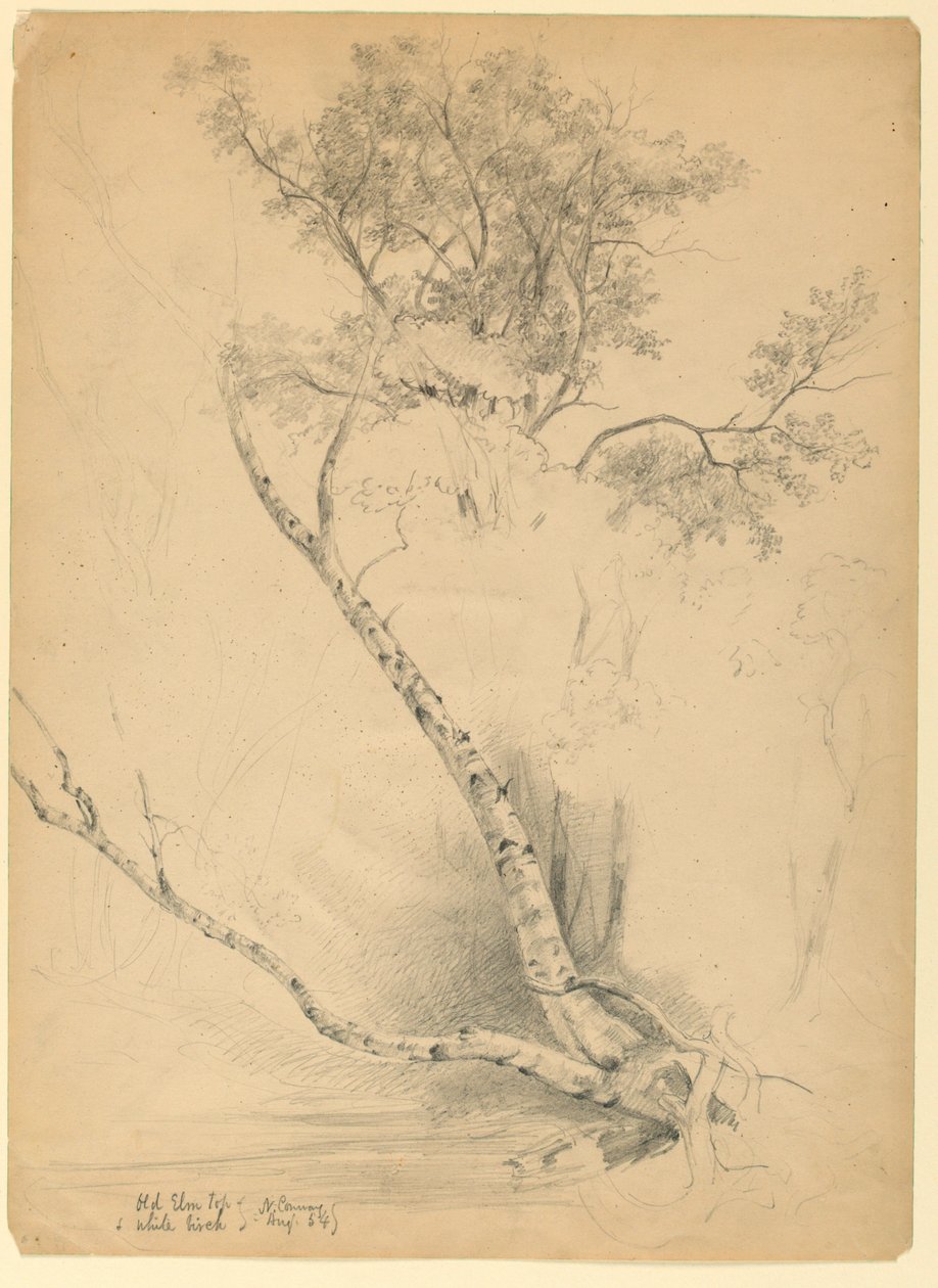 Old Elm Top and White Birch, North Conway, New Hampshire by Daniel Huntington