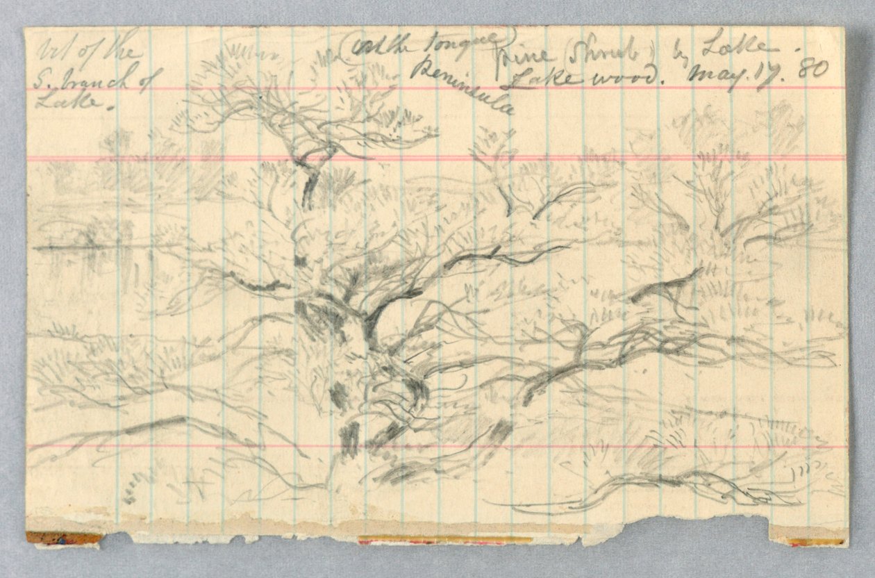 Pine Shrub by Lake, Lakewood by Daniel Huntington