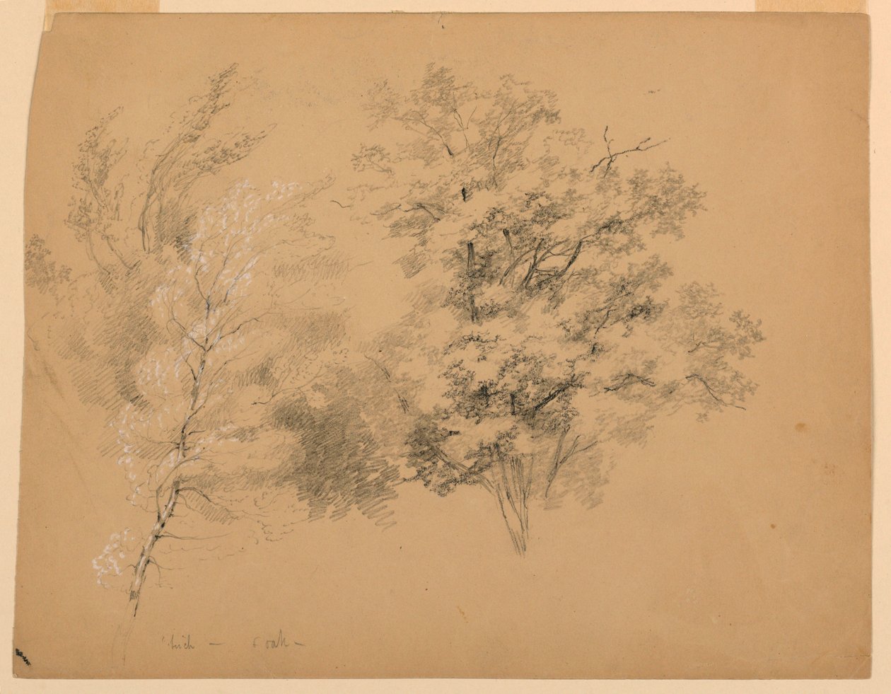 Study of Trees, Birch and Oak by Daniel Huntington