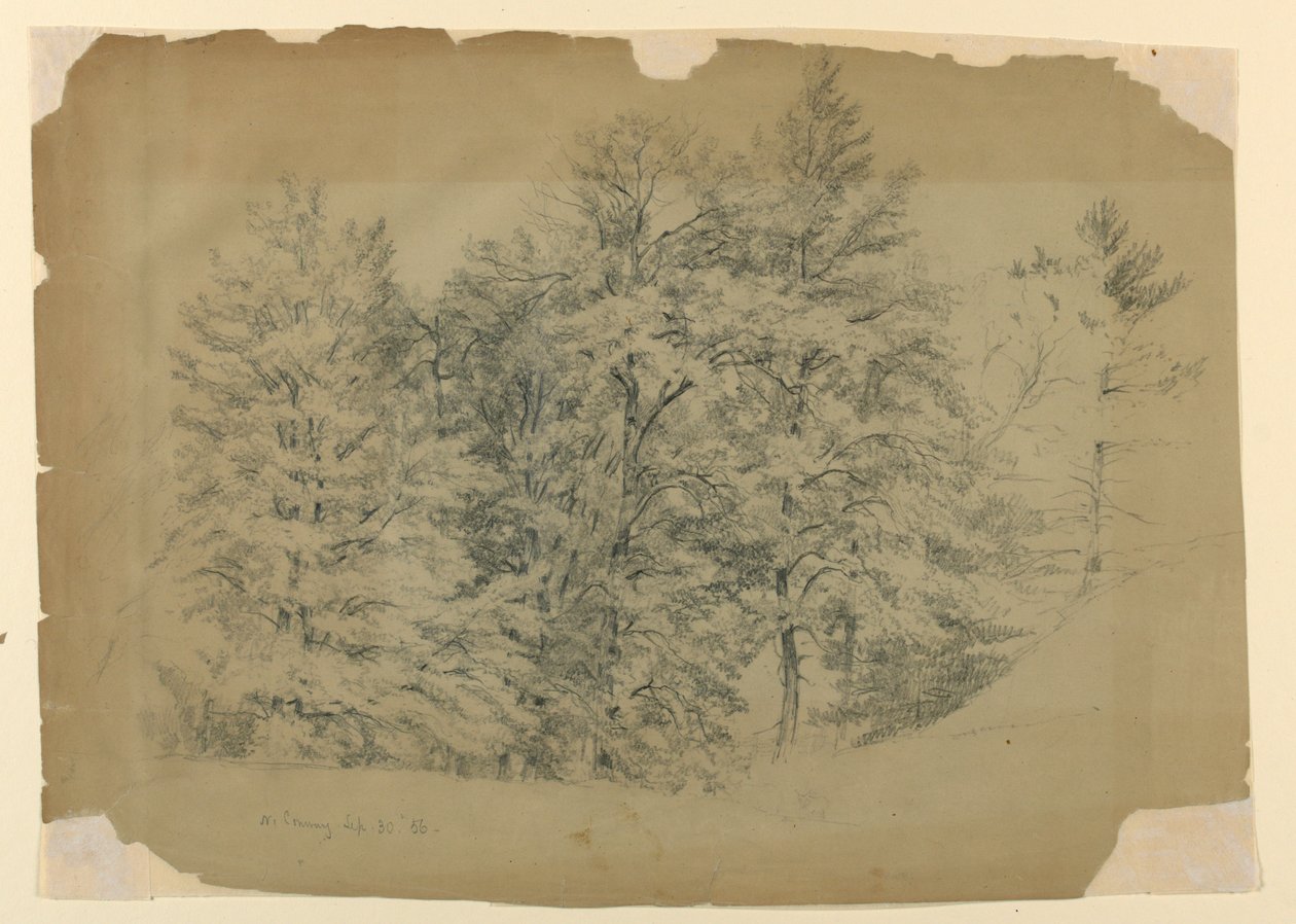 Study of Trees, North Conway, New Hampshire by Daniel Huntington