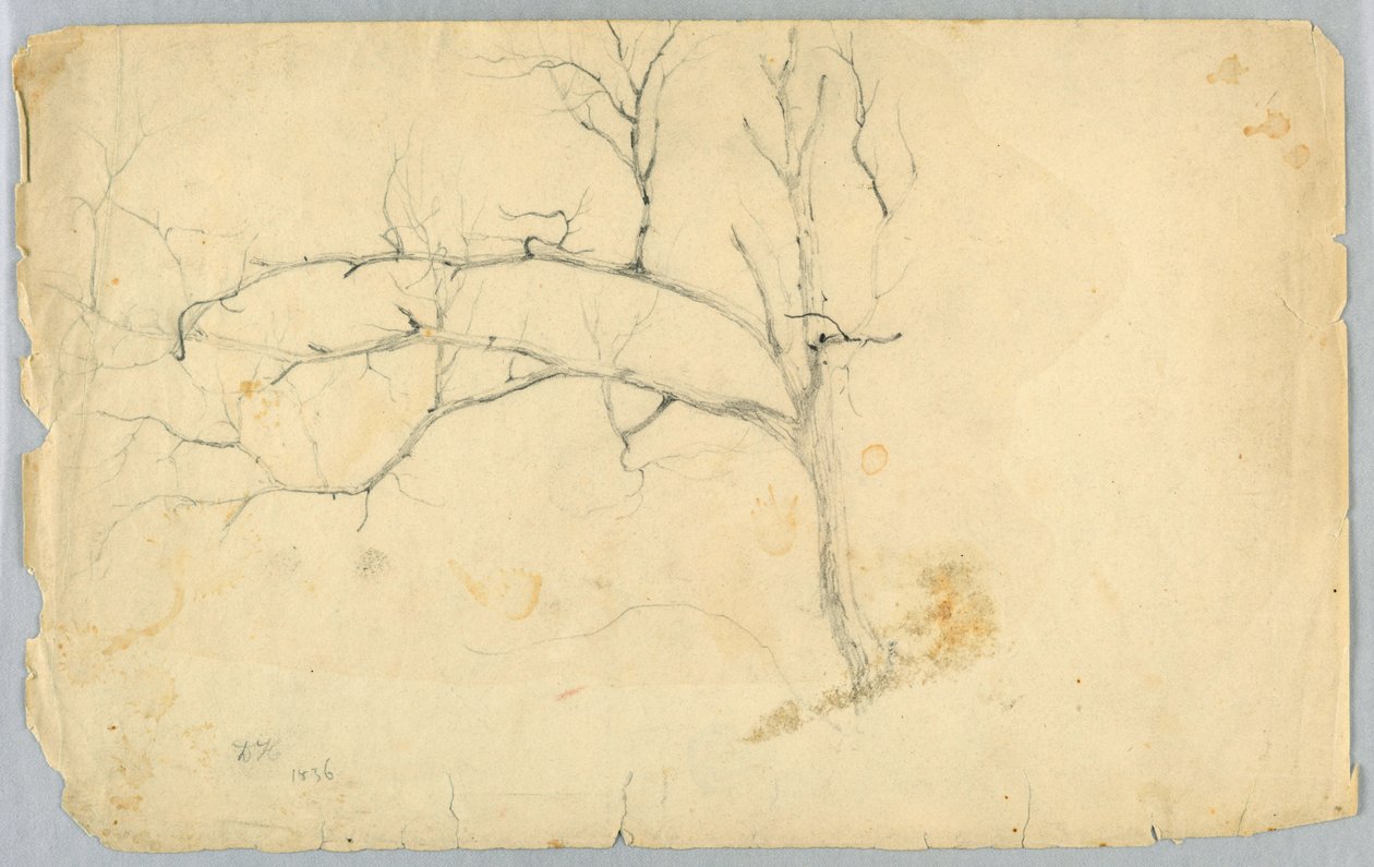 Study of a Leafless Tree by Daniel Huntington