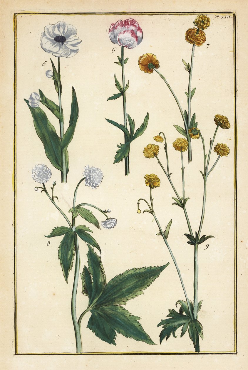 Globe Flower, Trollius europaeus, and Other Species of Buttercups, Ranunculus glacialis, etc. by Daniel Rabel