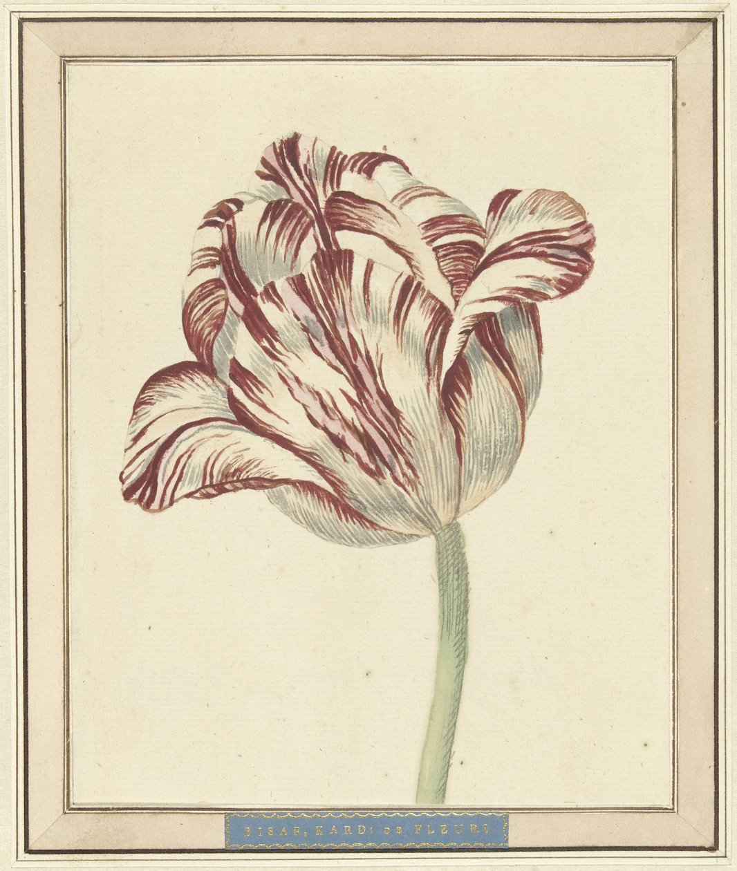 Tulip, named Bisar, Cardinal de Fleuri by Daniël Marot (II)