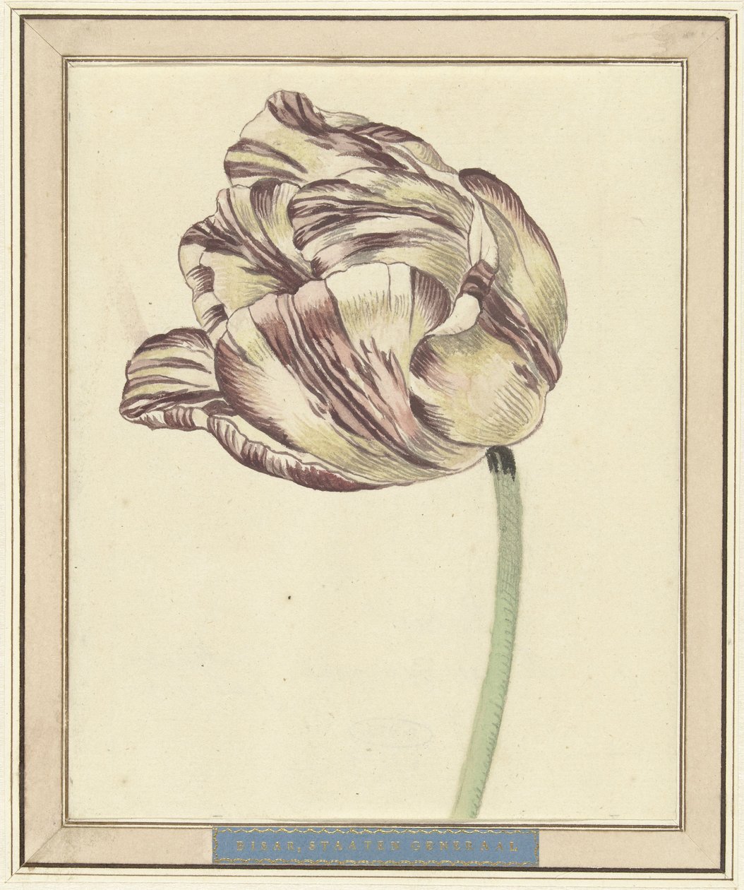 Tulip, Named Bisar, States General by Daniël Marot (II)