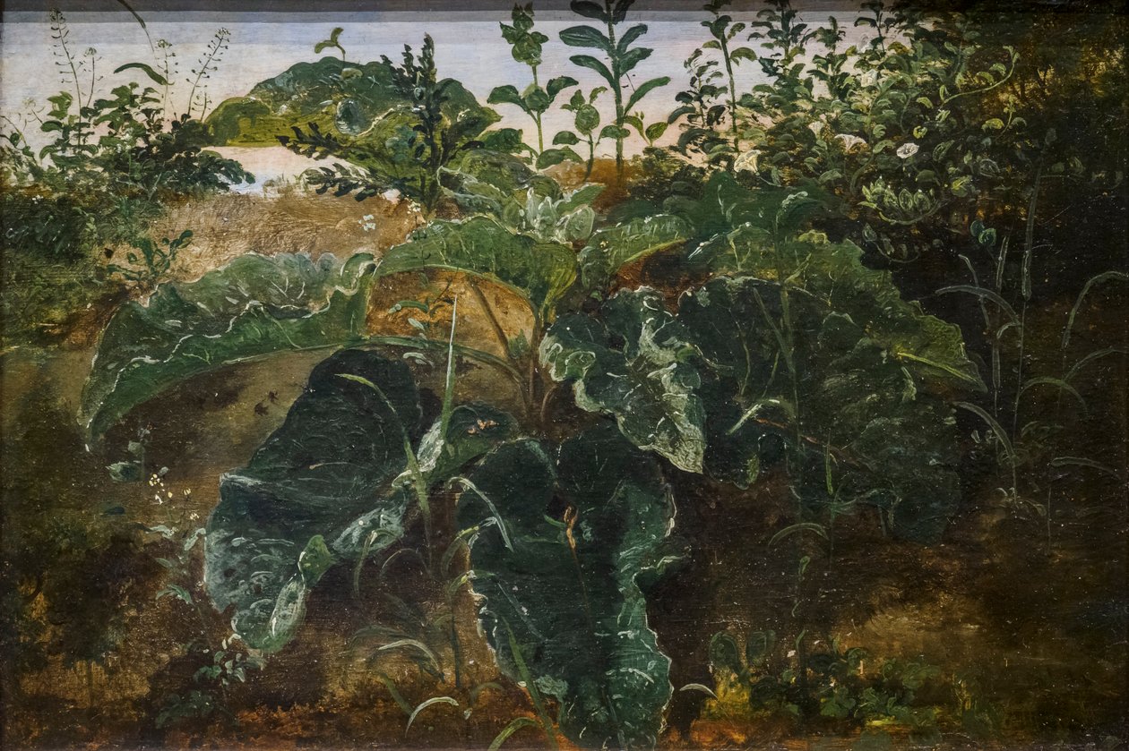 Foreground Study with Dock Leaves by Dankvart Dreyer