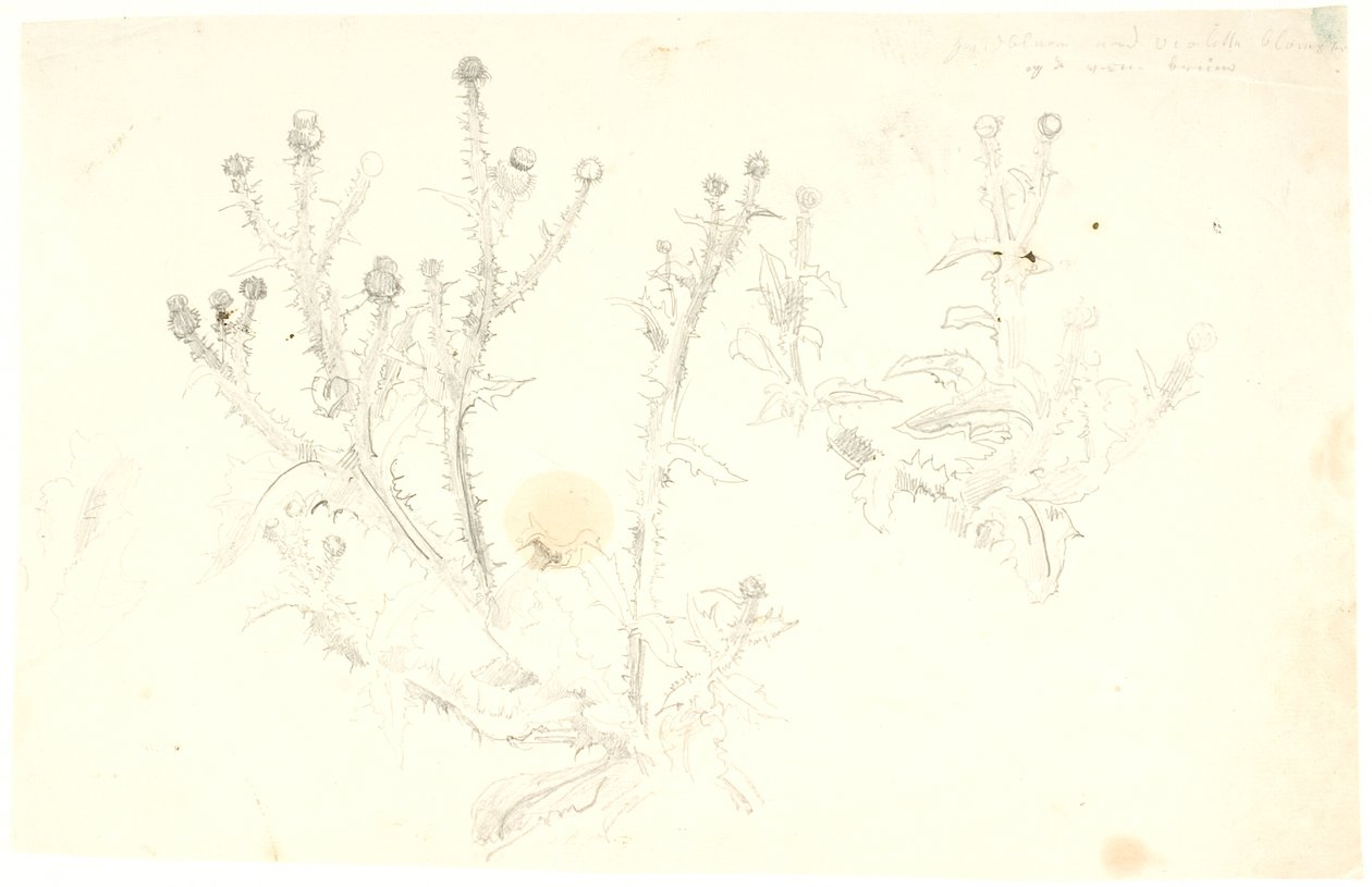 Studies of Thistles by Dankvart Dreyer
