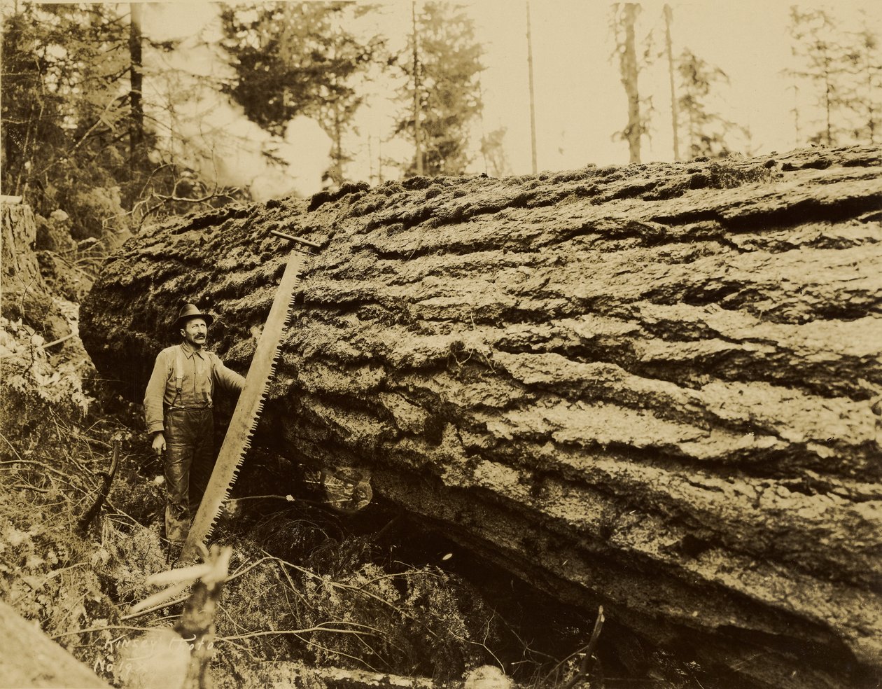 Logger, Crosscut Saw and Felled Tree by Darius Kinsey