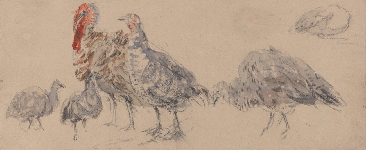 Study of Turkeys by David Cox