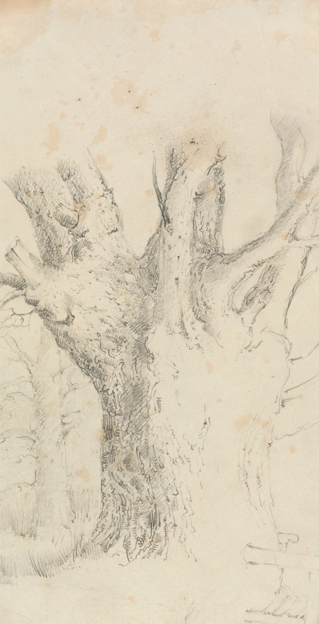 Tree by David Charles Read