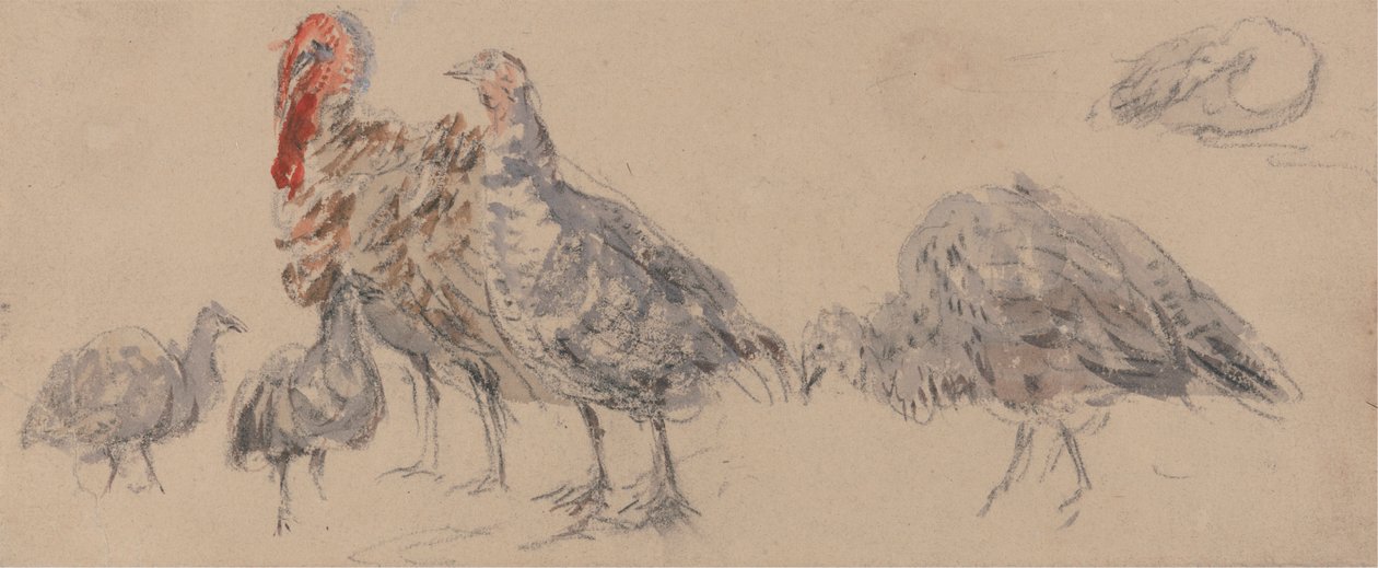 Study of Turkeys by David Cox
