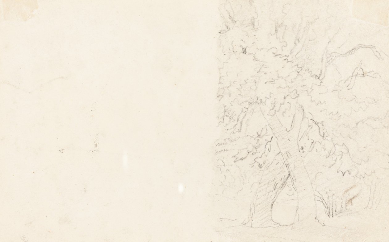 Trees by David Cox