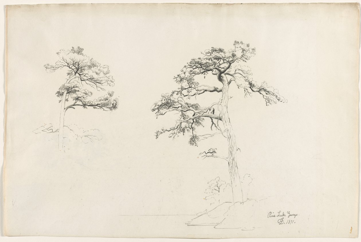 Pine, Lake George, 1871 by David Johnson