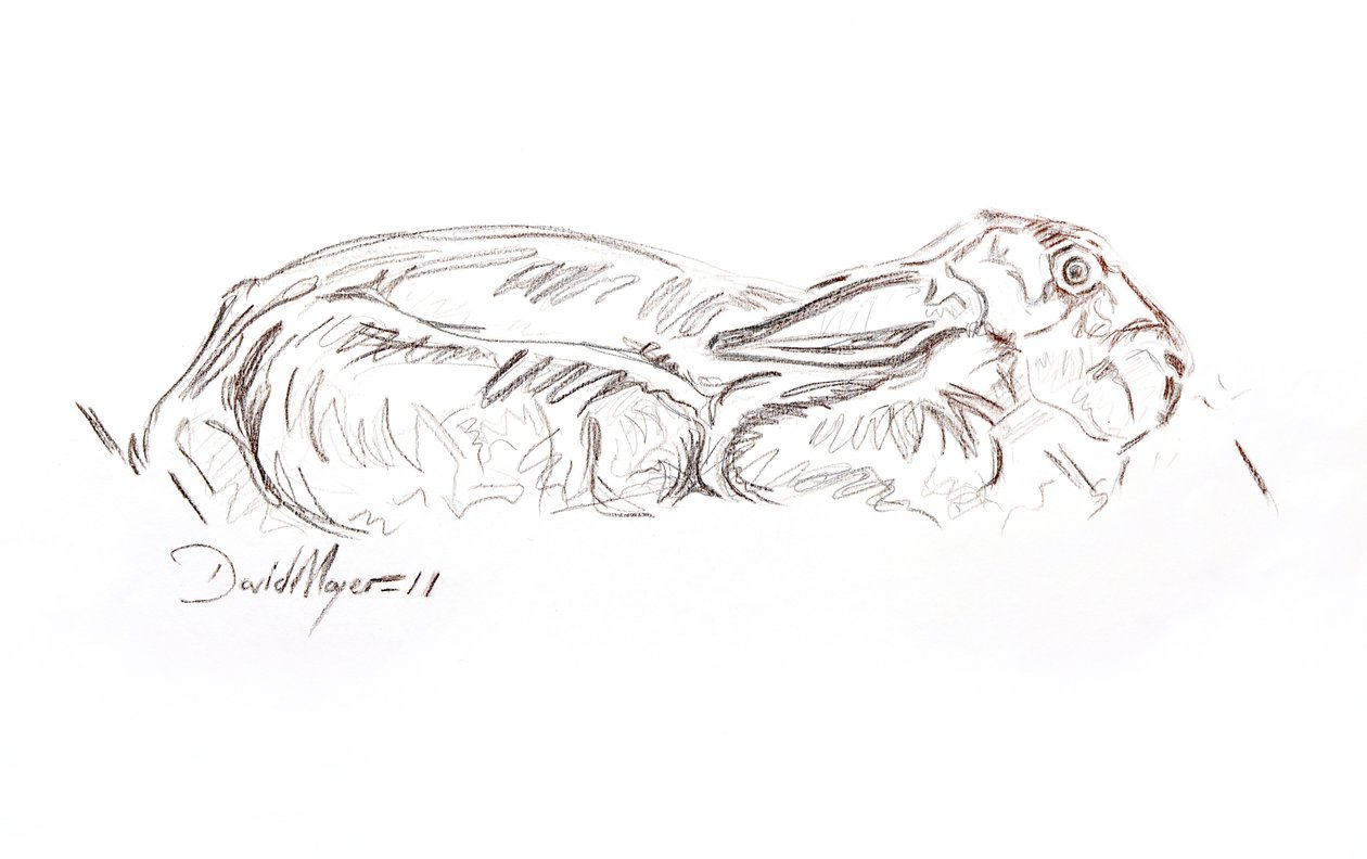 Brown hare reclining by David Mayer