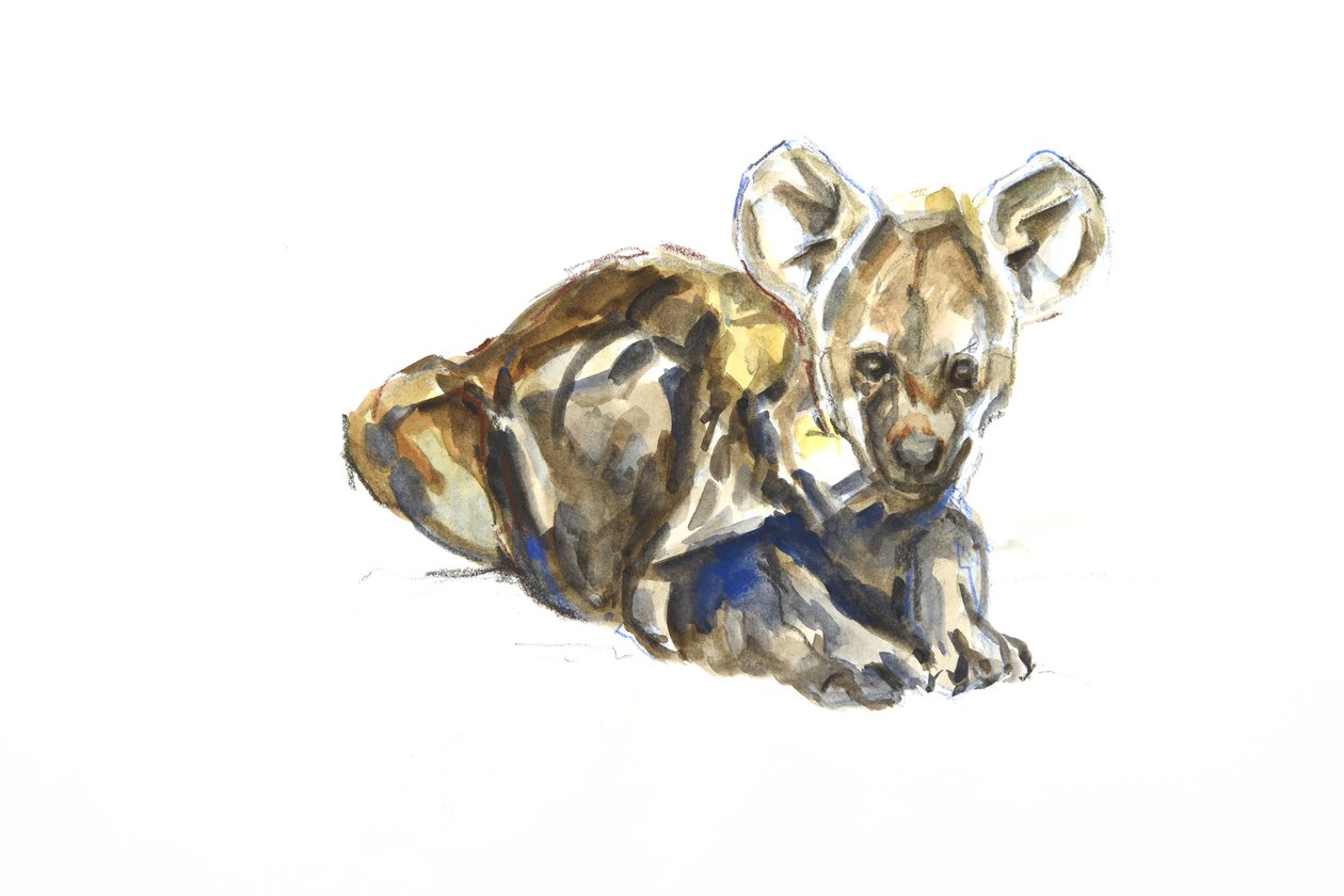 Hyena Pup by David Mayer