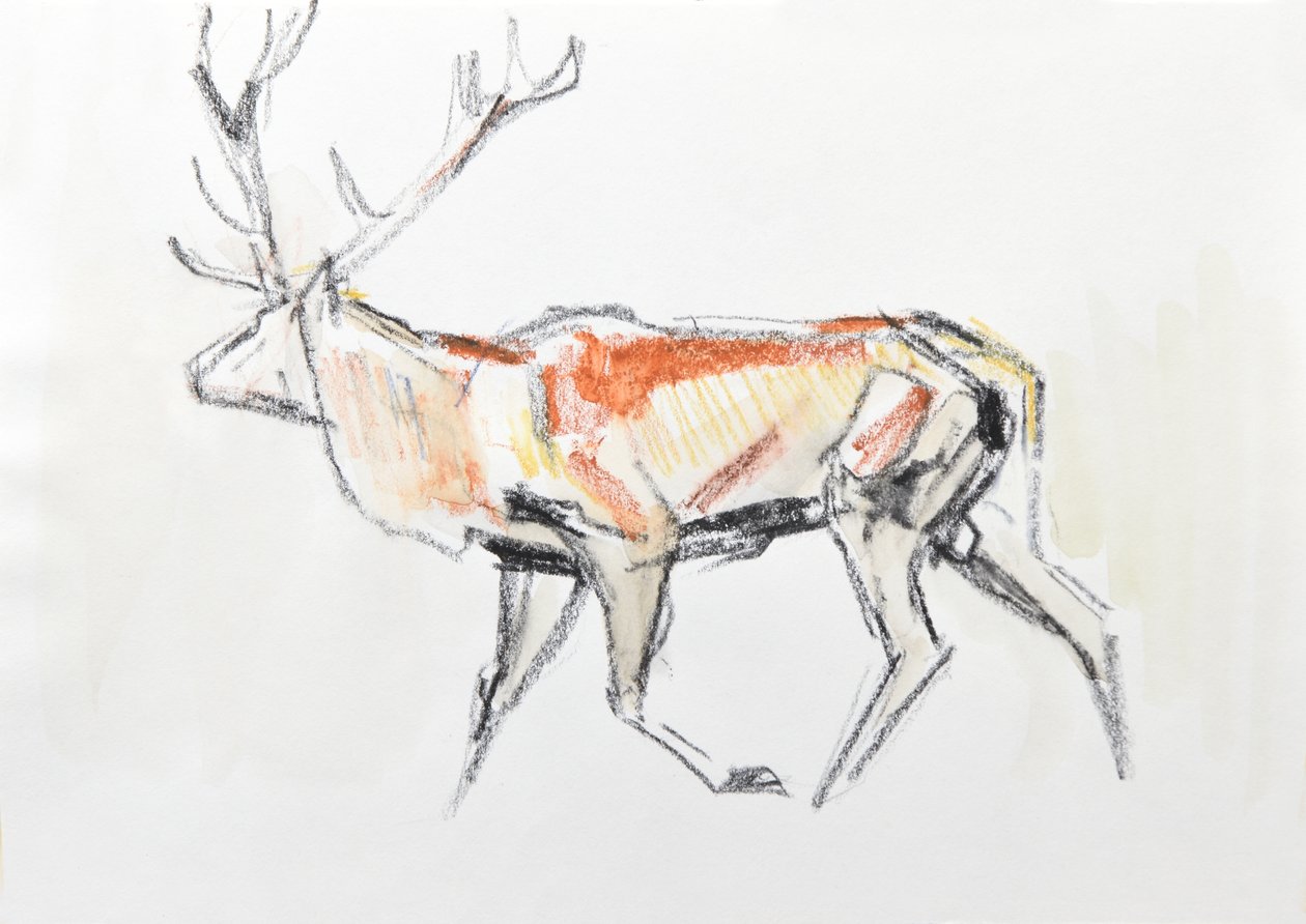 Red Deer Stag by David Mayer