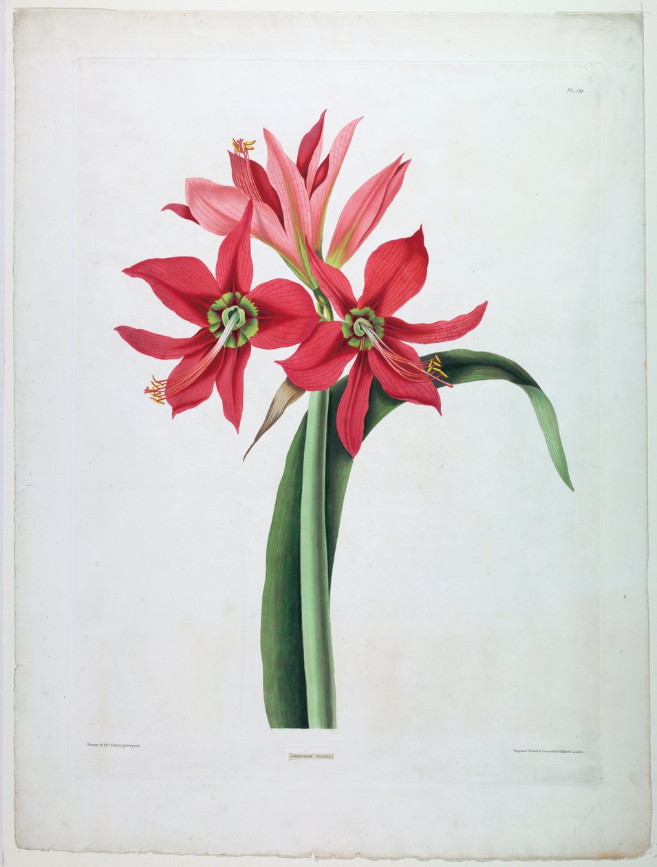 Amaryllis Aulica by De Gouy