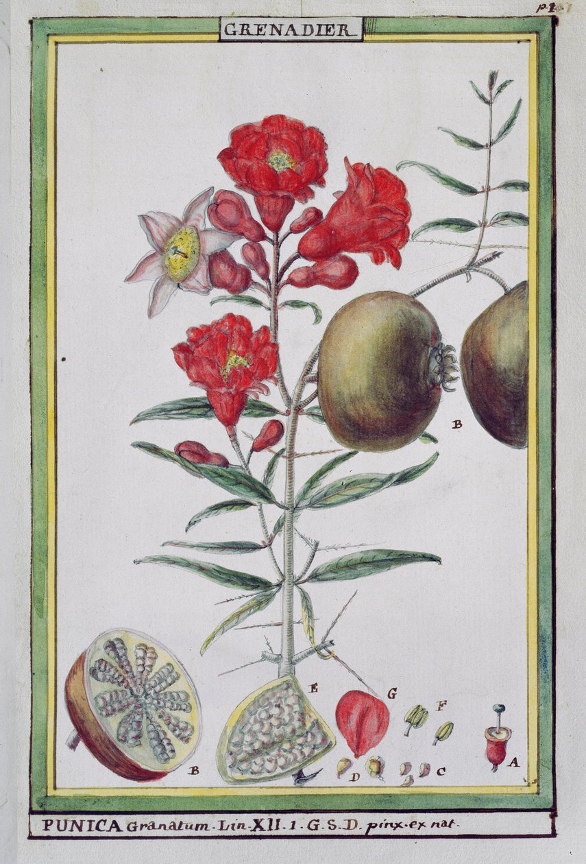 Pomegranate Tree, from Florindie ou Historie physico-economique des vegetaux de la Torride, 1789 by Delahaye