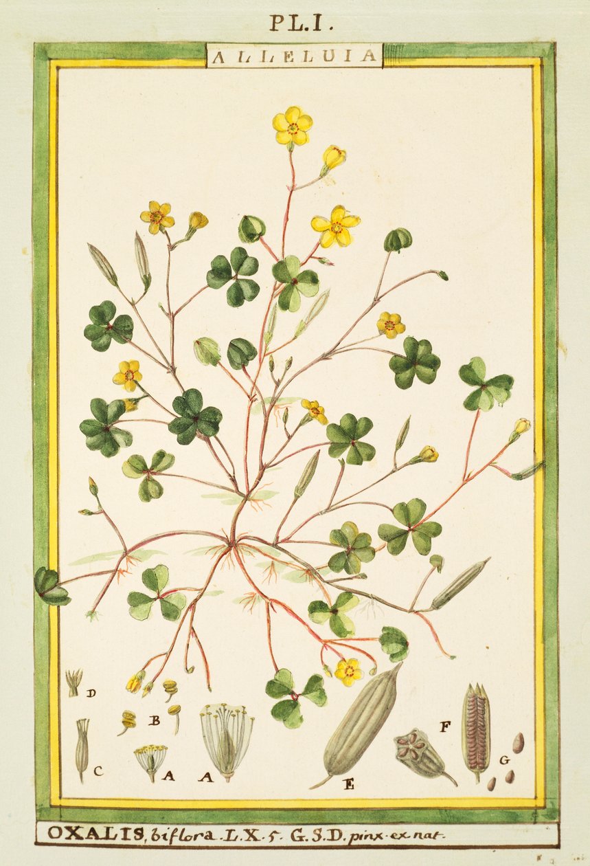 Bermuda buttercup (Oxalis biflora or pes-caprae), watercolour by Delahaye by Delahaye Delahaye