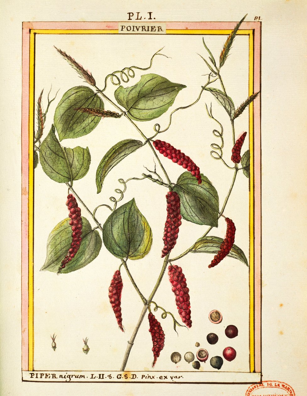 Black pepper corn (Piper nigrum), watercolour by Delahaye by Delahaye Delahaye