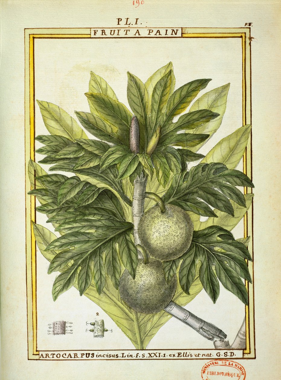 Breadfruit (Artocarpus altilis), watercolour by Delahaye by Delahaye Delahaye