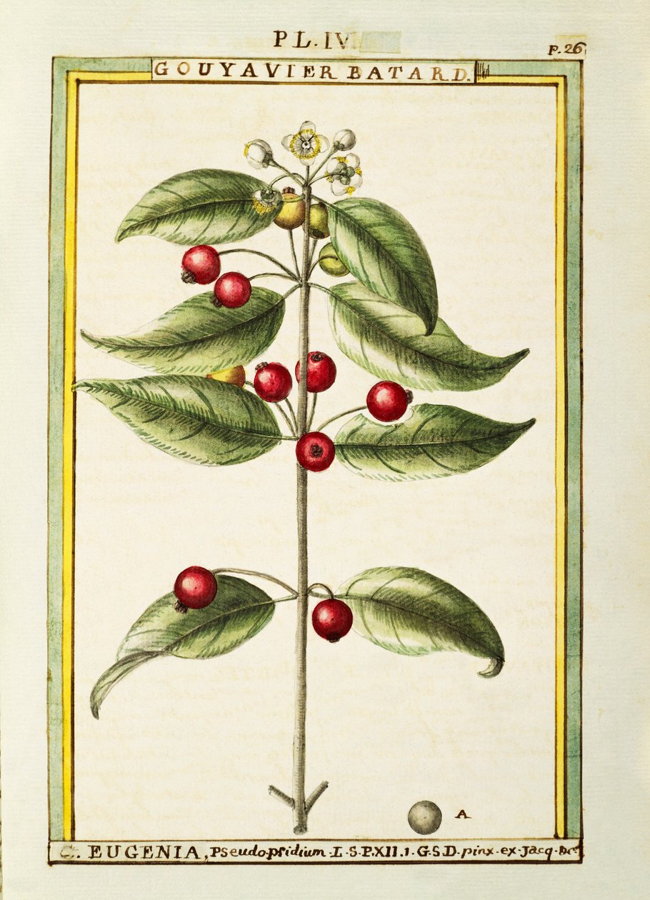 Brush Cherry (Eugenia pseudo-pridium), watercolour by Delahaye by Delahaye Delahaye