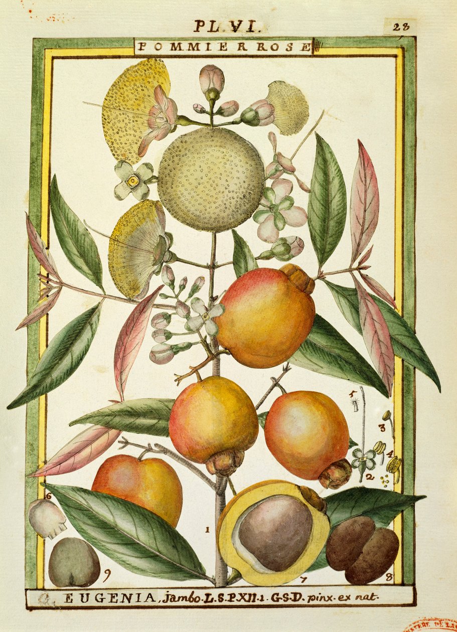 Malabar Plum or Rose apple (Eugenia Jambos or Syzygium Jambos), watercolour by Delahaye by Delahaye Delahaye