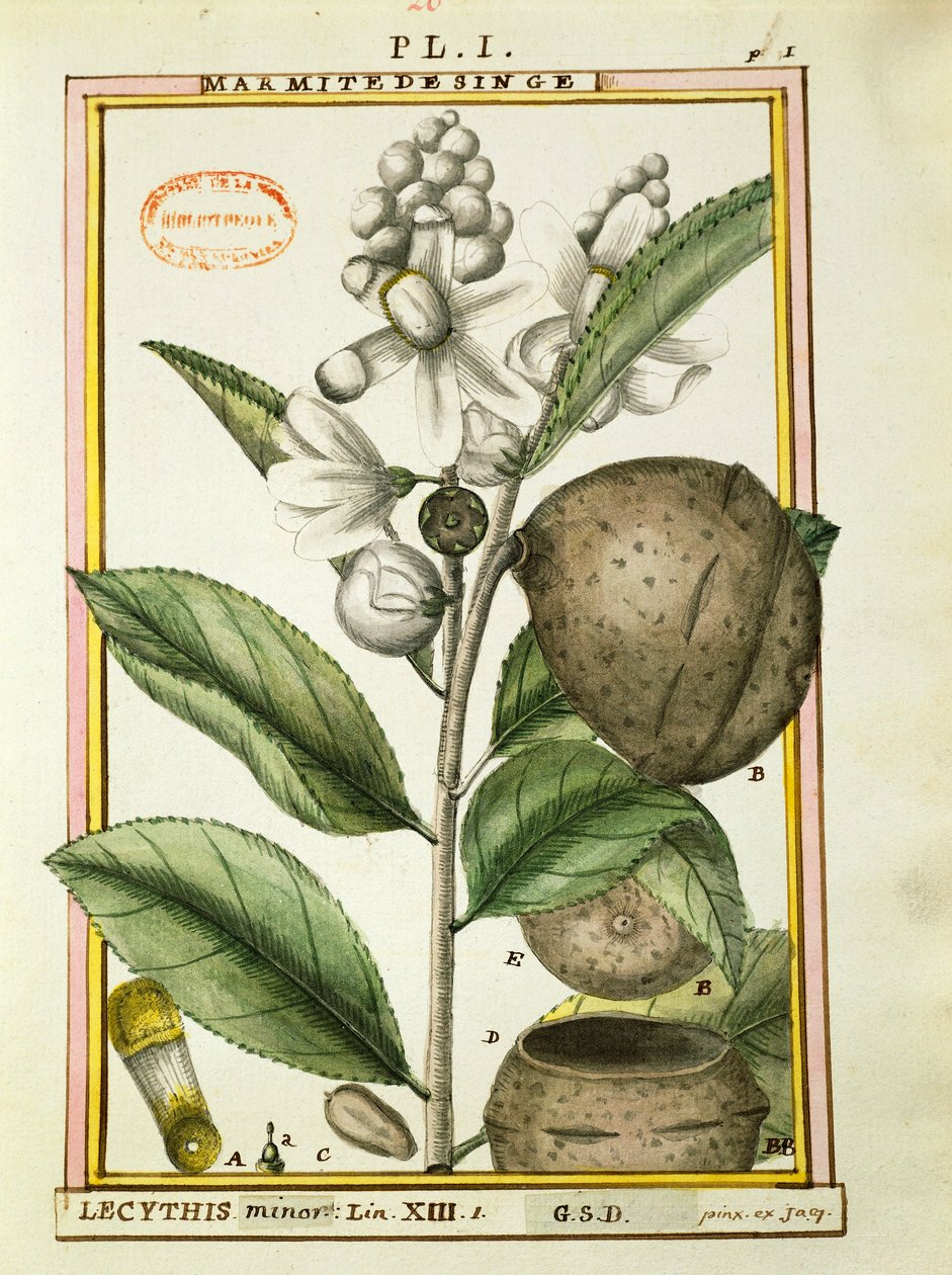 Monkey pot Nut (lecythis minor), watercolour by Delahaye by Delahaye Delahaye