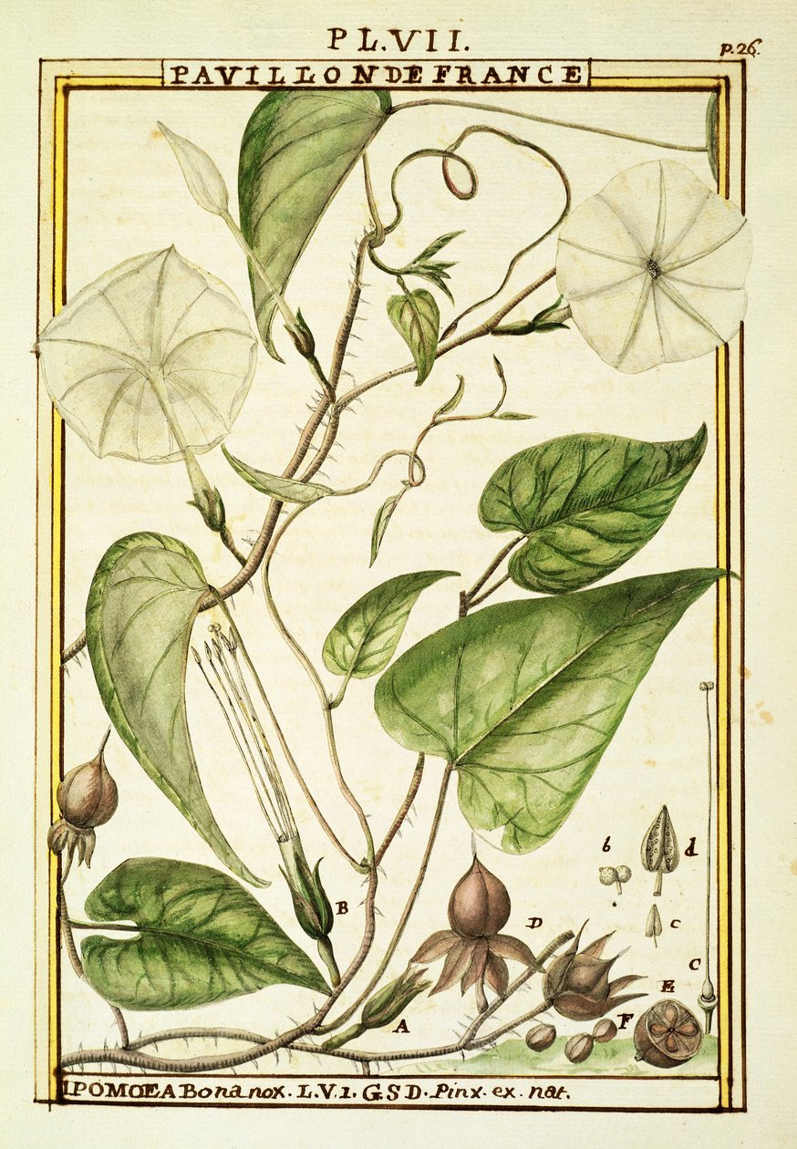 Moonflower or Moon vine (Ipomoea Alba), watercolour by Delahaye by Delahaye Delahaye
