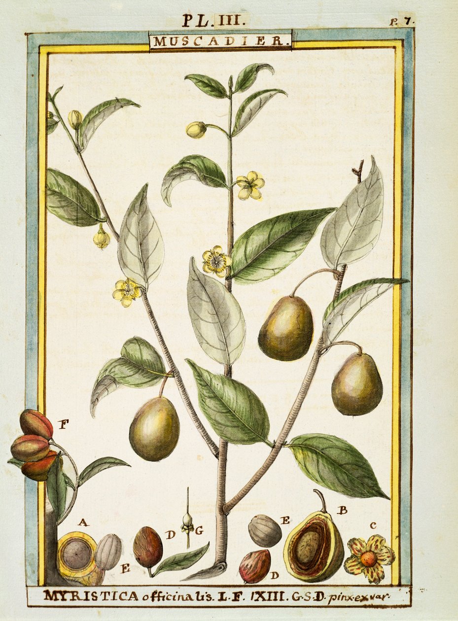 Nutmeg (Myristica fragrans or officinalis), watercolour by Delahaye by Delahaye Delahaye