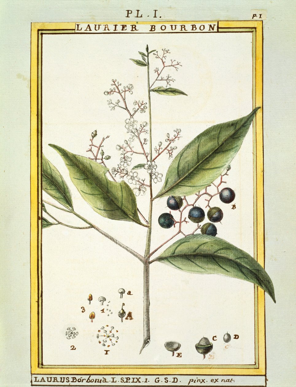 Red Bay Tree (Laurus borbonia or Persea carolinensis), watercolour by Delahaye by Delahaye Delahaye
