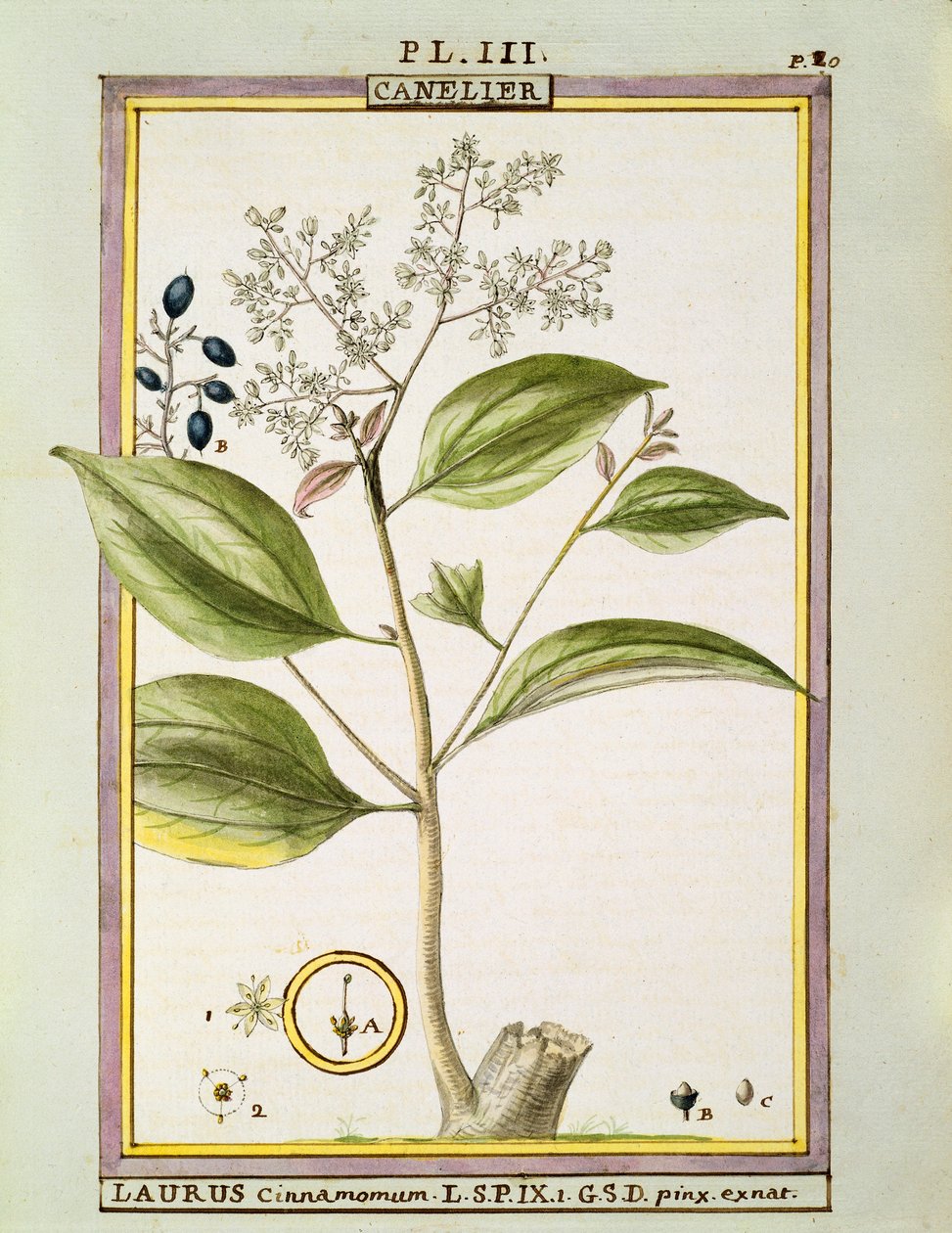 True Cinnamon (Cinnamomum Verum), watercolour by Delahaye by Delahaye Delahaye