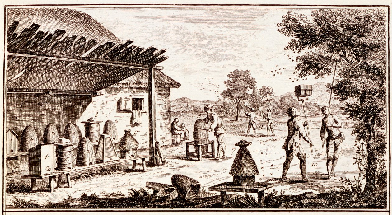 Beekeeping, from Dictionary of Sciences (detail) by Denis Diderot