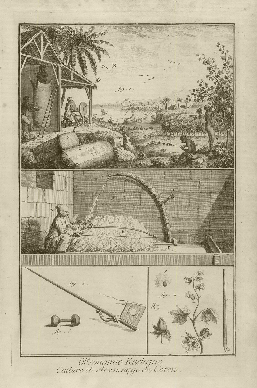 Cotton Field in America; Threshing with a Bow; Cotton Plant, 1762 by Denis Diderot