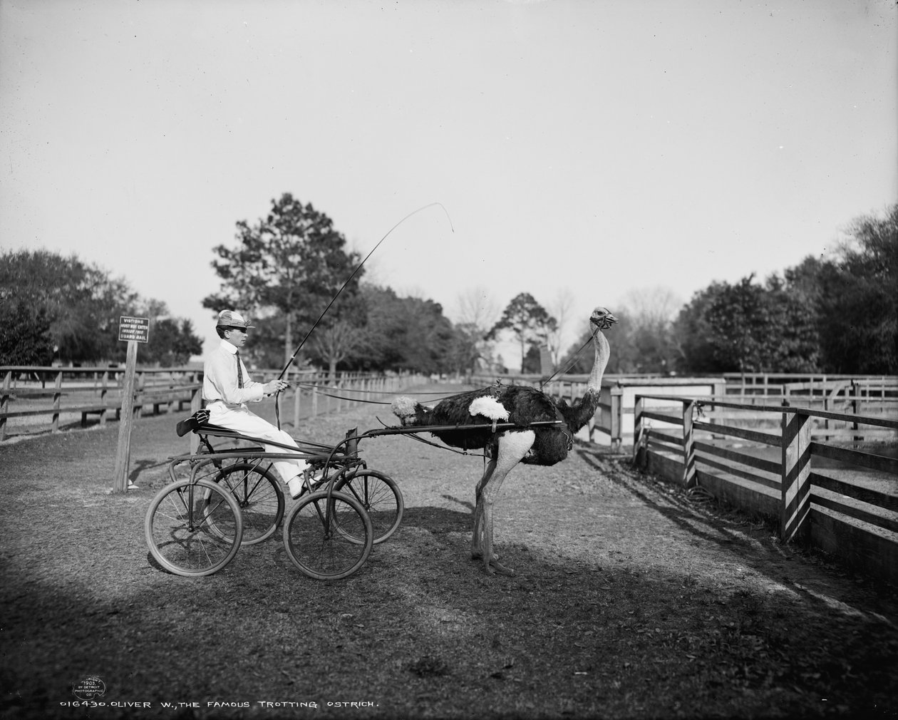 Oliver W., the Famous Trotting Ostrich, at Florida Ostrich Farm, Jacksonville, 1903 by Detroit Publishing Co.