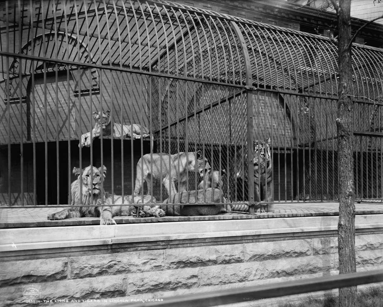 The Lions and Tigers in Lincoln Park, Chicago by Detroit Publishing Co.