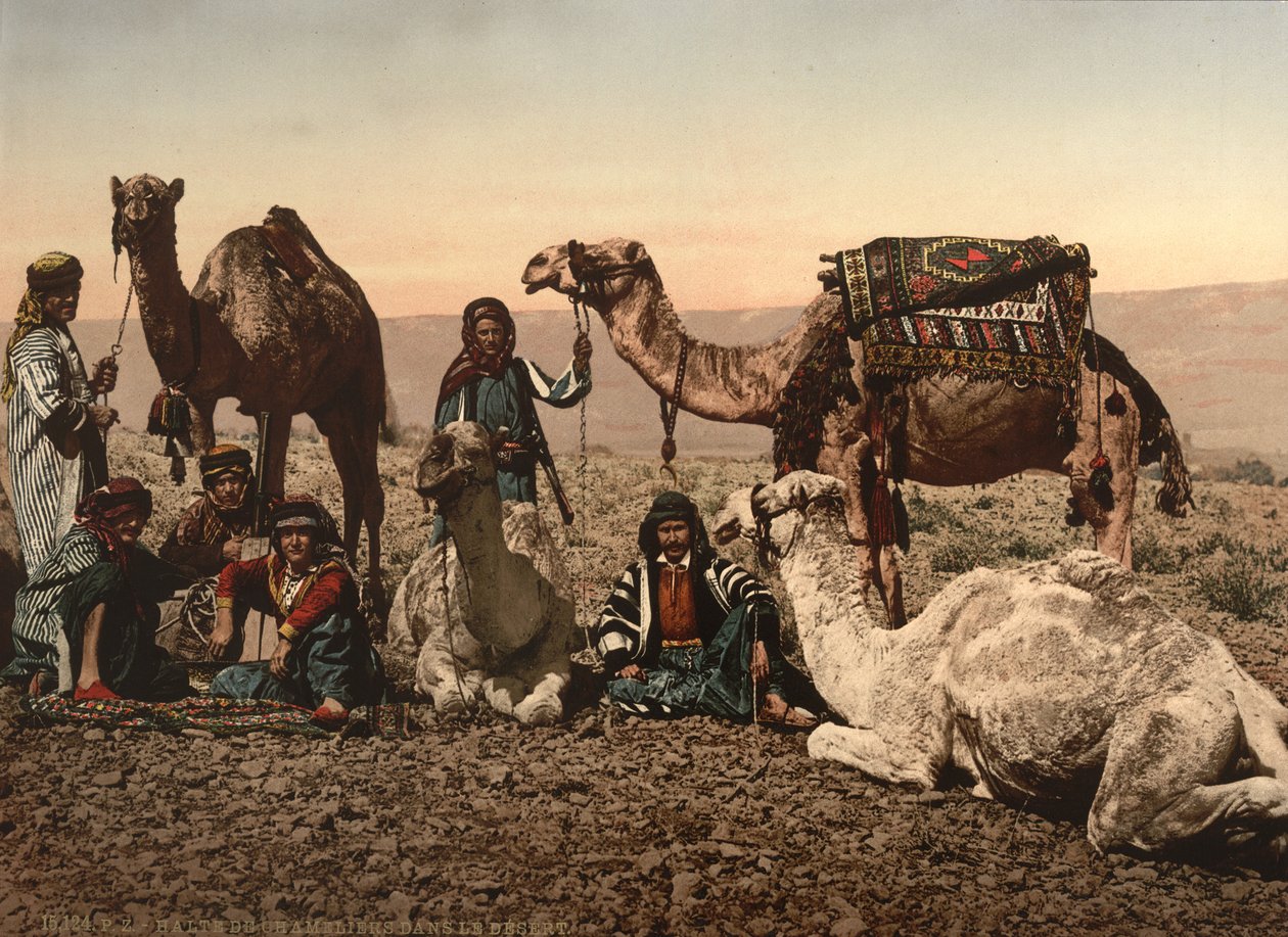 Camels Halting in the Desert, Holy Land, c.1890 by Detroit Photographic Co.