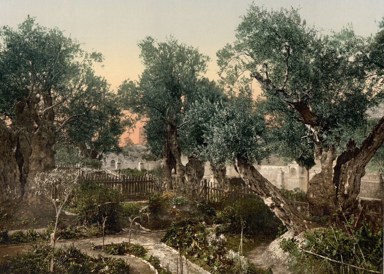 Garden of Gethsemane, Jerusalem, Holy Land, c.1890-c.1900 by Detroit Photographic Co.