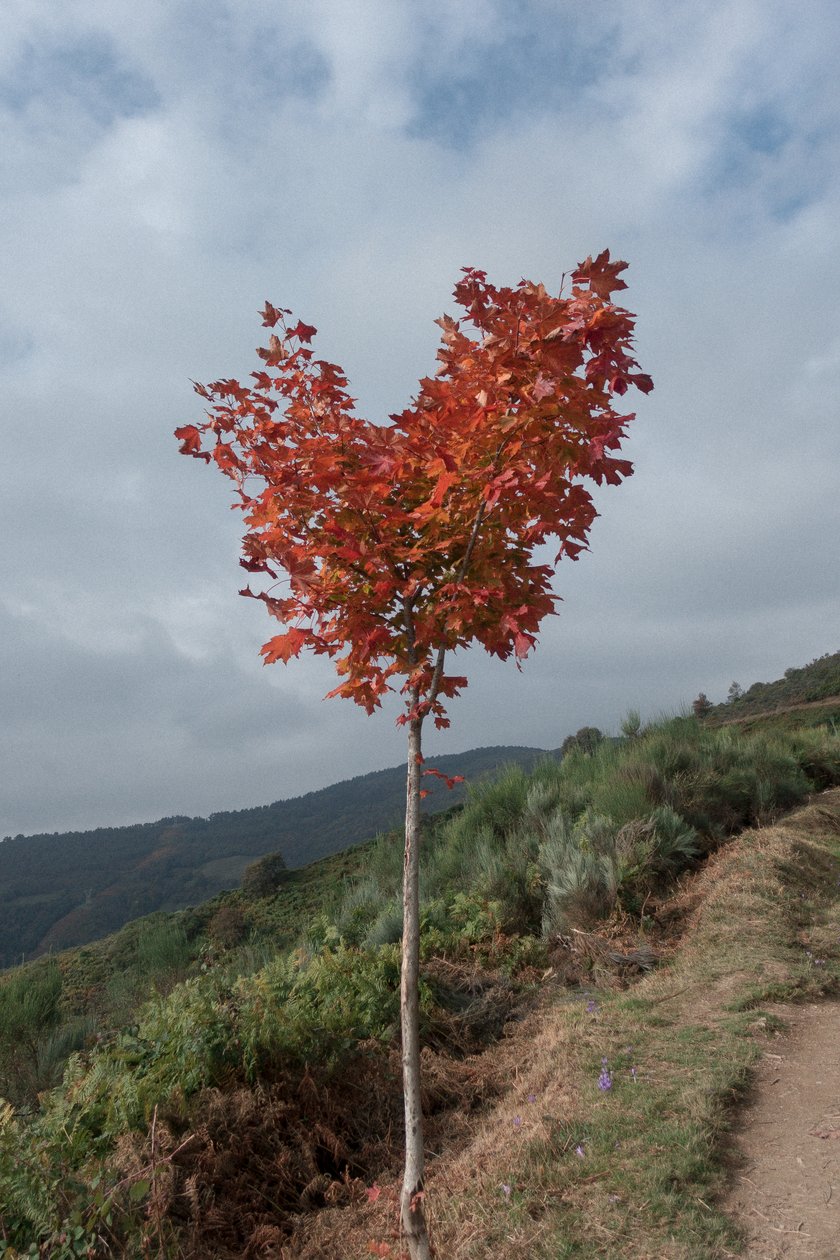 Heart Tree, 2016 by Diego Beyro