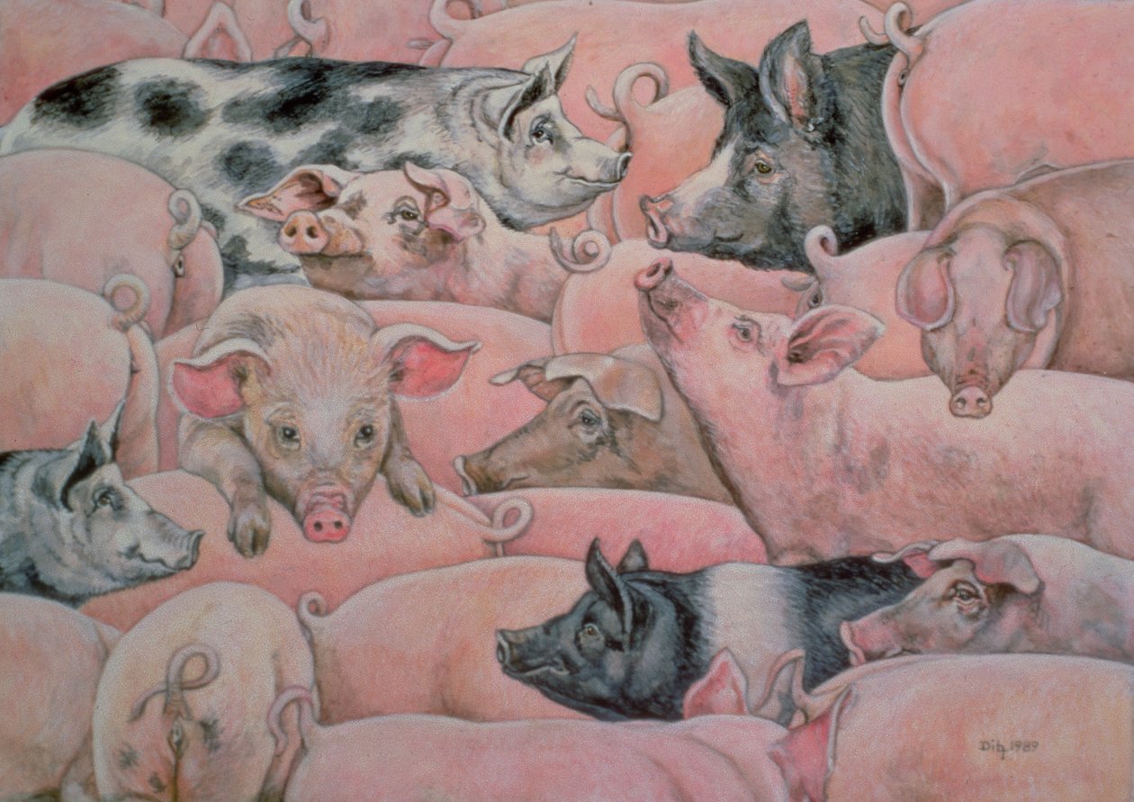 Pig-Spread by Ditz