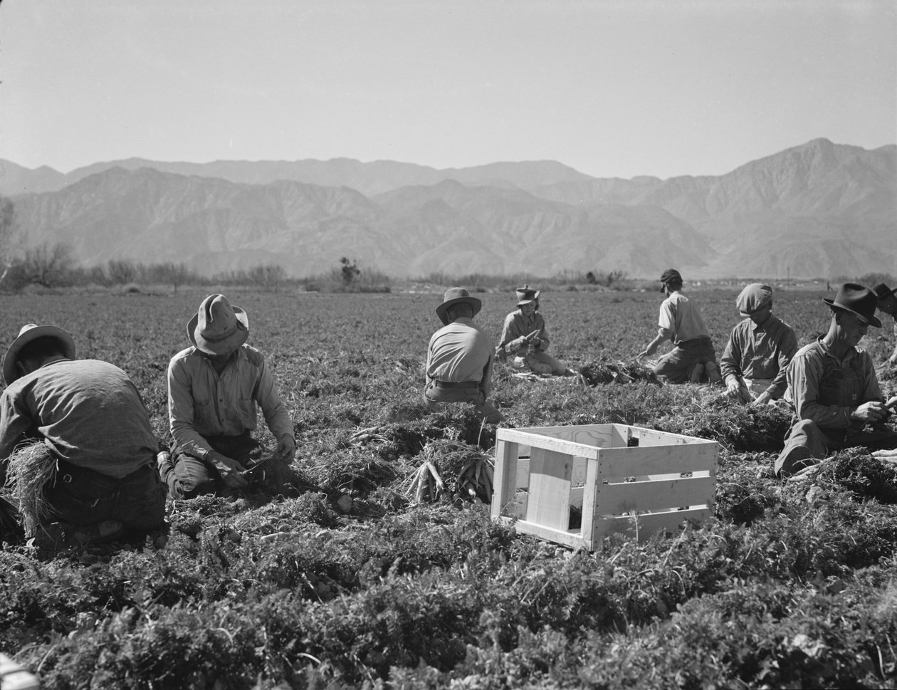 Carrot pullers from Texas, Oklahoma, Missouri, Arkansas and Mexico, California by Dorothea Lange