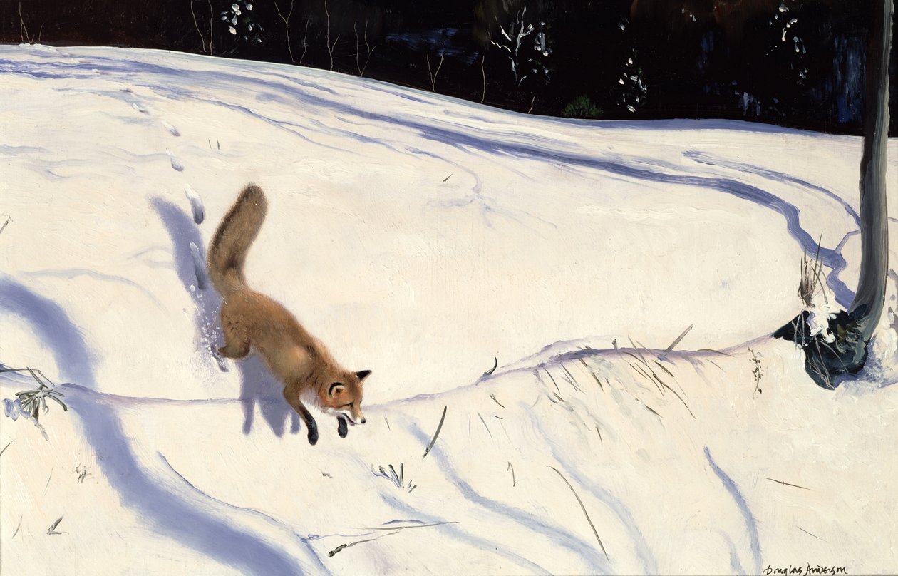 Fox leaping from a Snowy Bank by Douglas Anderson