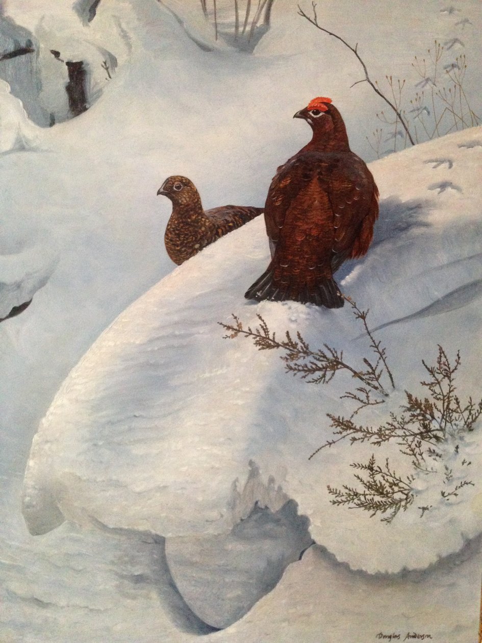 Grouse in Snow by Douglas Anderson