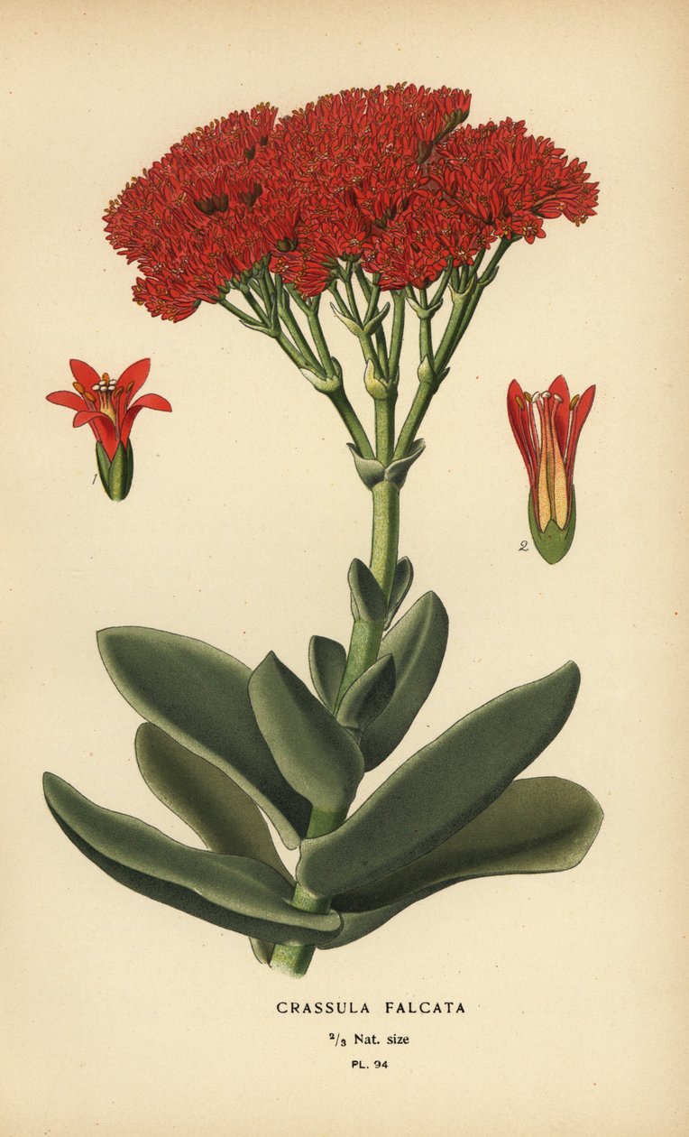 Airplane Plant, Crassula perfoliata var. falcata by Désiré Georges Jean Marie Bois