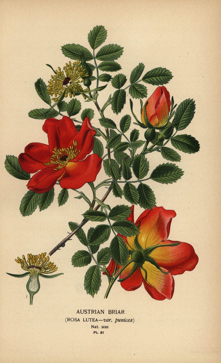 Austrian briar rose, Rosa lutea var. punicea by Désiré Georges Jean Marie Bois