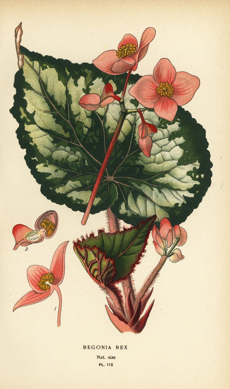 Begonia rex by Désiré Georges Jean Marie Bois