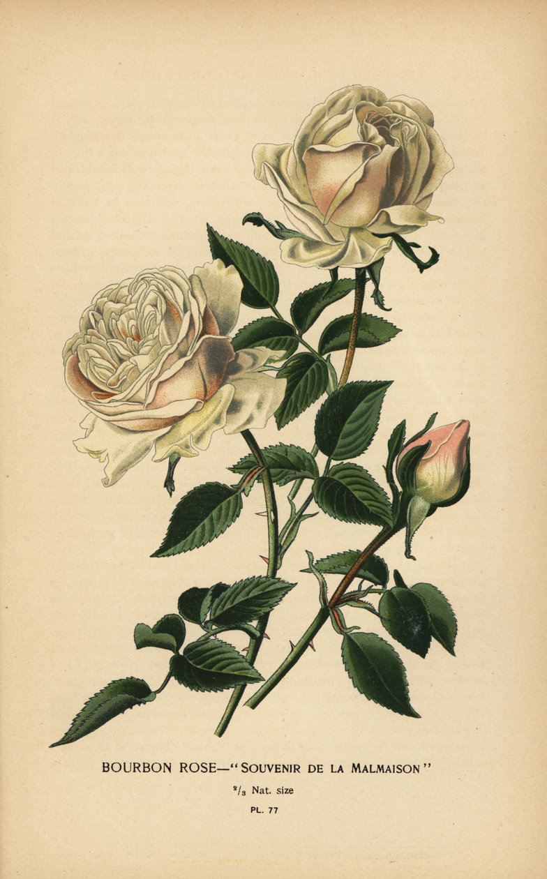Bourbon Rose, Souvenir de la Malmaison by Désiré Georges Jean Marie Bois