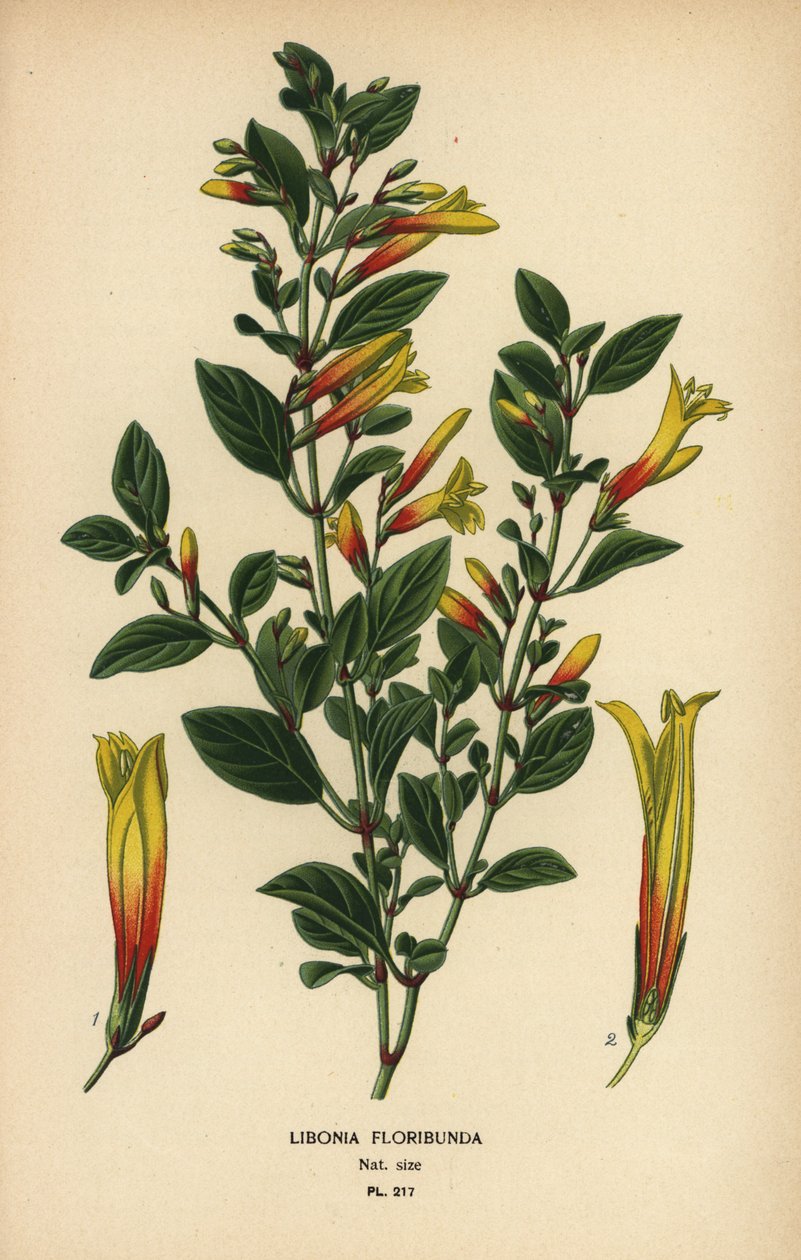 Brazilian fuchsia, Justicia floribunda (Libonia floribunda). Chromolithograph from an illustration by Desire Bois from Edward Step